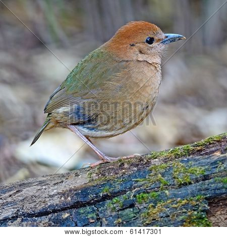 Female Rusty-naped Pitta