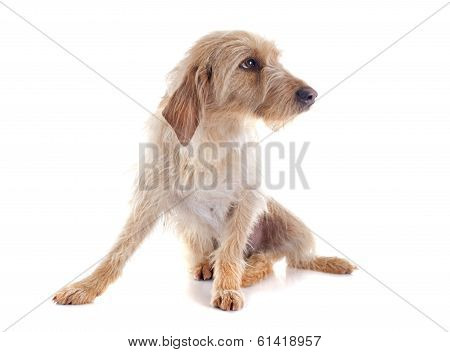 Fauve De Bretagne