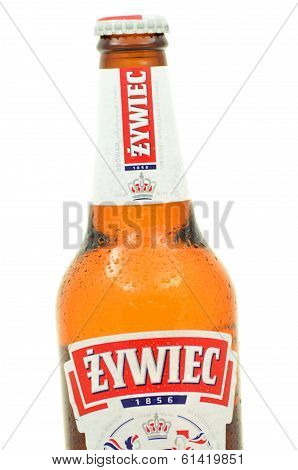 Zywiec beer isolated on white background