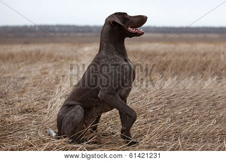 Pointer Hunting Dog