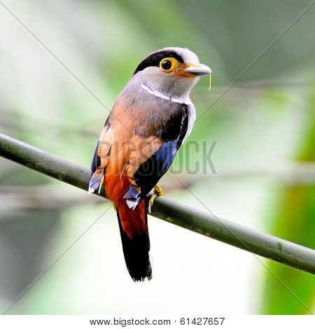 Female Silver-breasted Broadbill