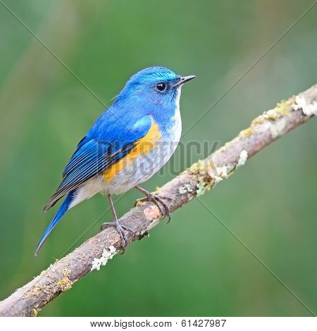 Himalayan Bluetail