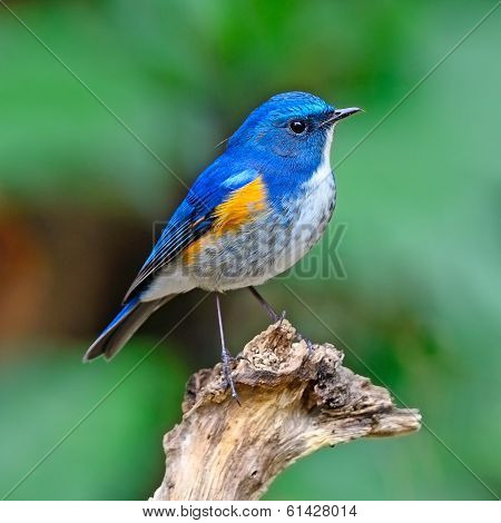 Himalayan Bluetail
