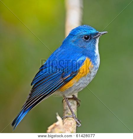 Himalayan Bluetail