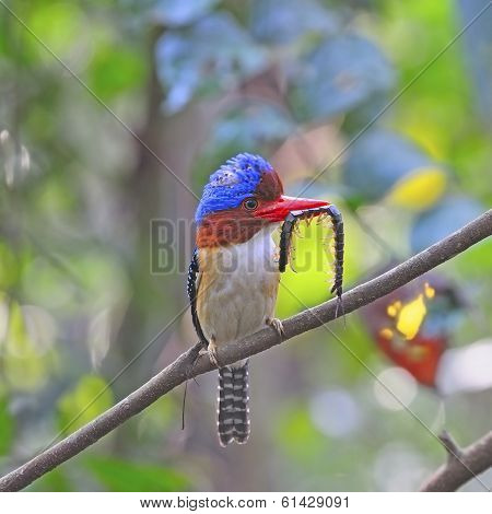 Male Banded Kingfisher