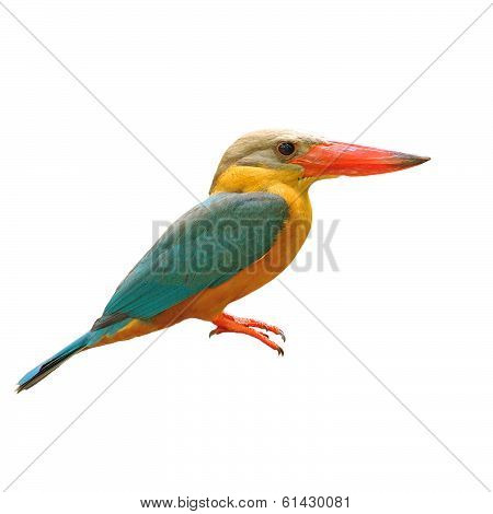 Stork-billed Kingfisher Bird