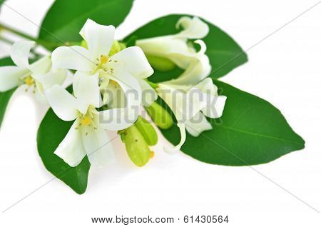 White Flower