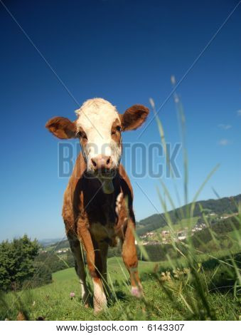 Curious Calf