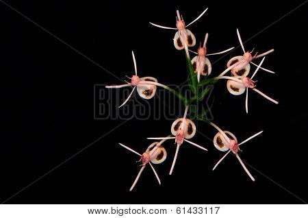 Habenaria rhodocheila