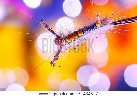 Caterpillar