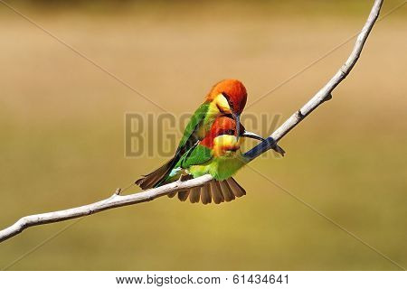 Chestnut-headed Bee-eater
