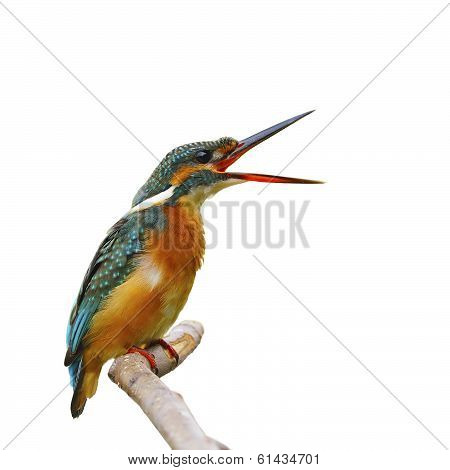 Common Kingfisher