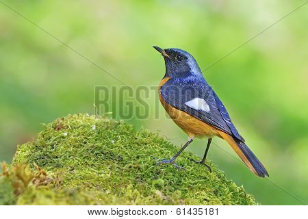 Daurian Redstart