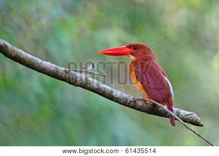 Ruddy Kingfisher