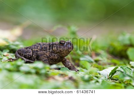 Toads