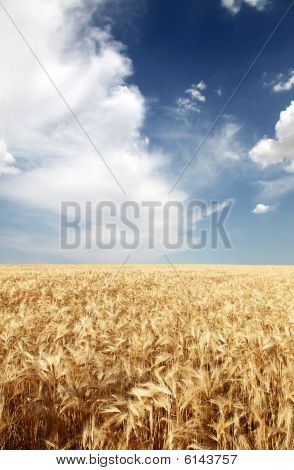 Mračna nad pšeničné pole