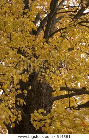 autunno