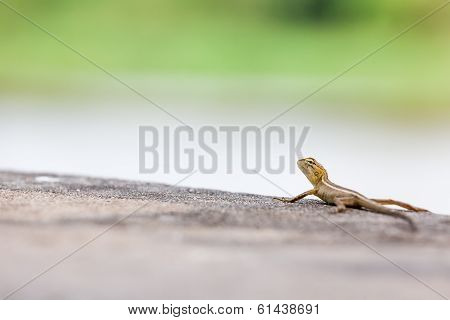 Lizard