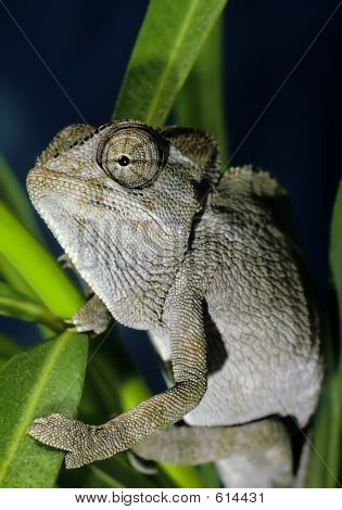 Kameleon