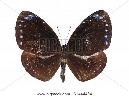 Dwarf Crow (euploea Tulliolus)