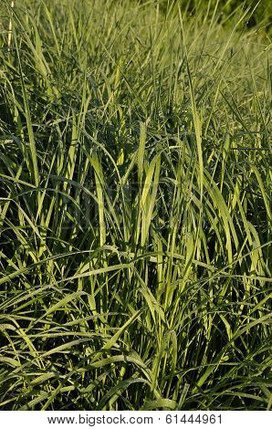 Tall Wheatgrass (agropyron, Elongatum)