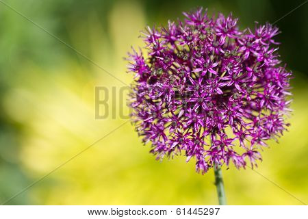 Alium Onion Flower