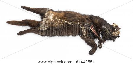 Roadkill cat in state of decomposition, isolated on white