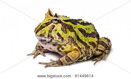Argentine Horned Frog, Ceratophrys ornata, isolated on white