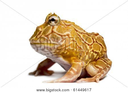 Side view of an Argentine Horned Frog, Ceratophrys ornata, isolated on white