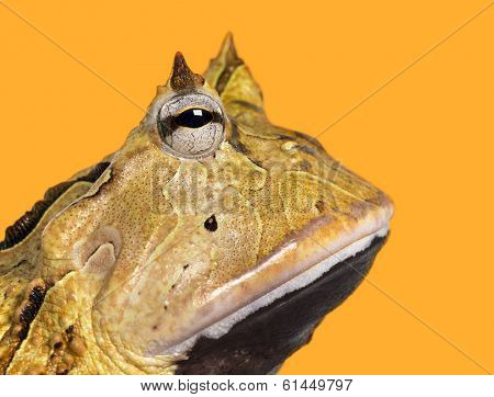 Close-up of an Argentine Horned Frog's profile, Ceratophrys ornata, on a yellow background