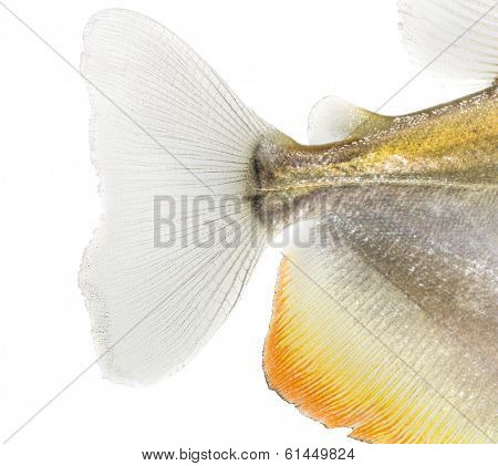 Close-up of a Mylossoma aureum's caudal fin, isolated on white