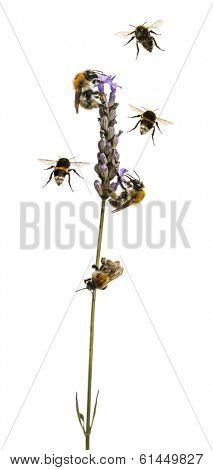 Group of Eurpoean bees and  buff-tailed bumblebee flying around a flowering plant, isolated on white