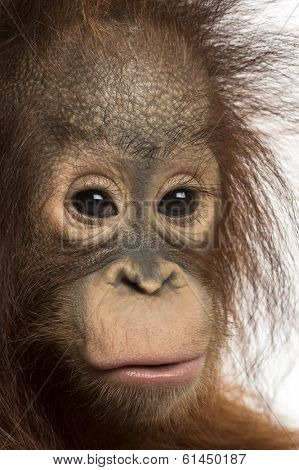 Close-up of a young Bornean orangutan, looking at the camera, Pongo pygmaeus, 18 months old, isolated on white