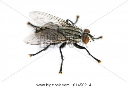 Flesh fly viewed from up high, Sarcophagidae, isolated on white