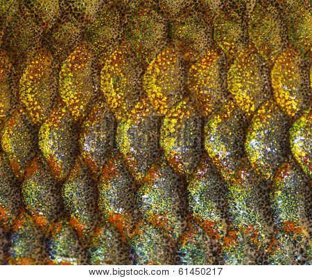 Macro of an Eastern Rainbowfish skin, Melanotaenia splendida splendida