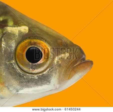 Close-up of a Common roach profile, Rutilus rutilus, on an orange background