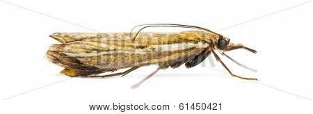 Side view of an Agriphila tristella, isolated on white