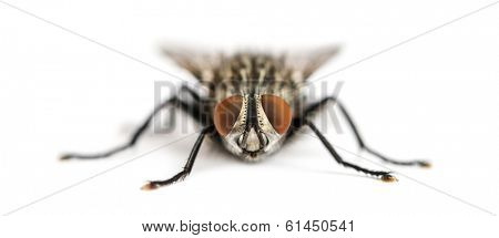 Front view of a Flesh fly facing, Sarcophagidae, isolated on white
