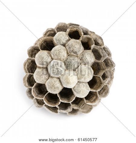 View from up high of a dry vespiary with empty and occupied cells, isolated on white