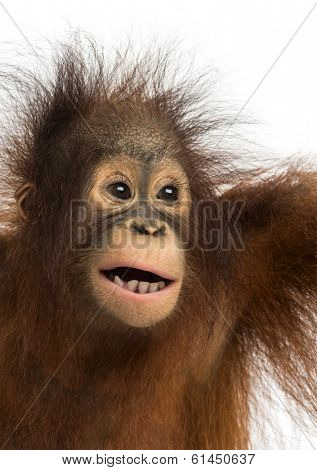 Close-up of a young Bornean orangutan, mouth opened, Pongo pygmaeus, 18 months old, isolated on white