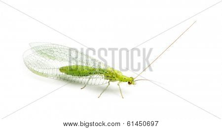 View from up high of a Common green lacewing, Chrysoperla carnea, isolated on white