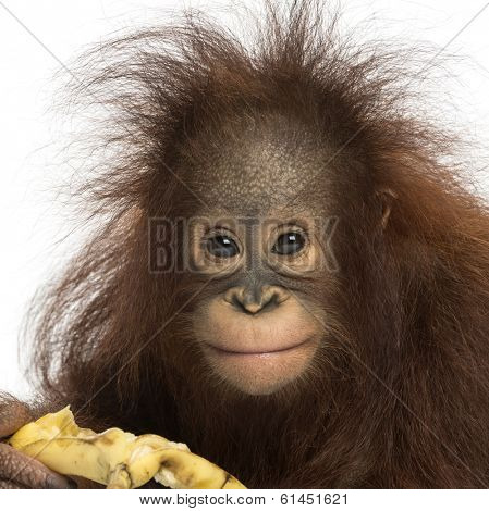 Close-up of a Young Bornean orangutan eating a banana, looking at the camera, Pongo pygmaeus, 18 months old, isolated on white