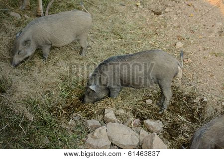 Eurasian Wild Pig (sus Scorfa)
