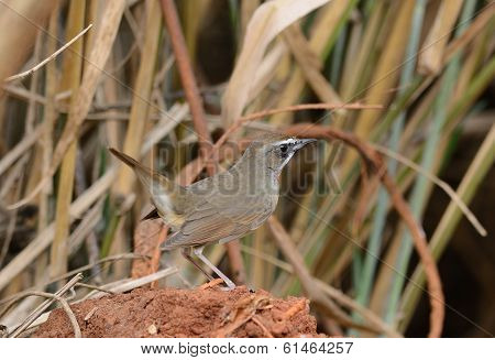 Male Siberian Rubythroat (luscinia Calliope)
