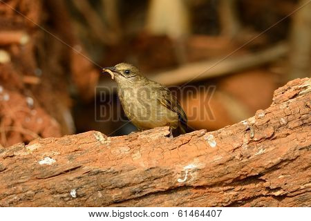 Streak-eared  Bulbul (pycnonotus Blanfordi)