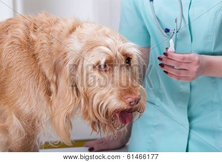 Dog Before Taking Temperature