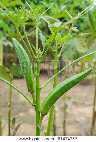 Okra Plant