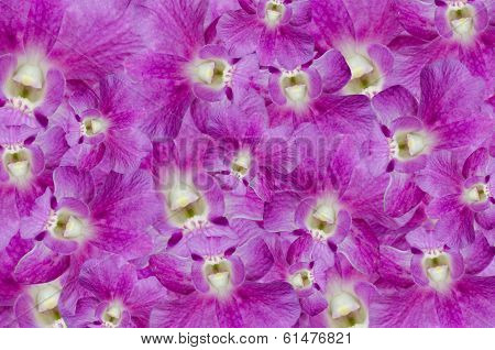 orchid