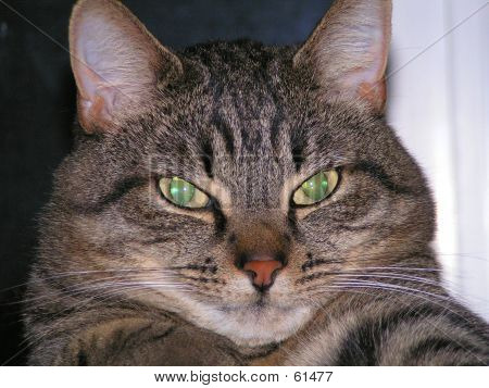 Occhi di gatto