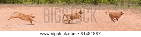 Ginger tabby running across red sand in full speed at different phases of stride, a panorama with three images